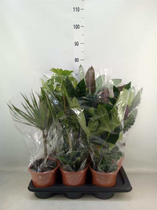 <h4>Planten Groen   ...mix  8</h4>