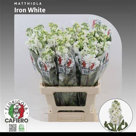 <h4>Matth Iron White</h4>