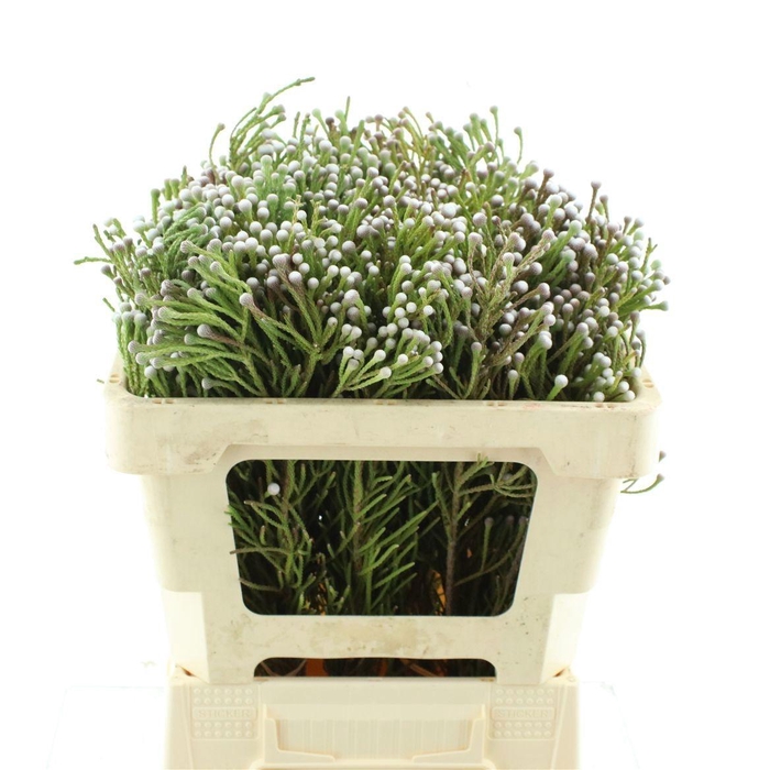 <h4>BRUN NODULIFLORA</h4>