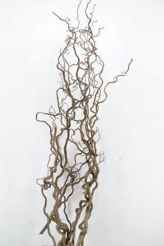 <h4>CORYL AV CONTORTA</h4>