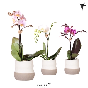 Kolibri Orchids Phalaenopsis mix 1 spike in Imperfect Bag pot