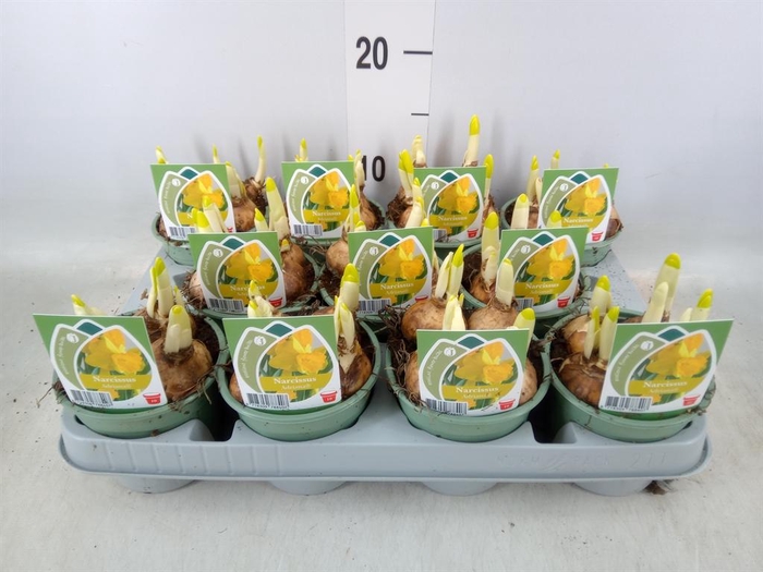 <h4>Narcissus ...</h4>