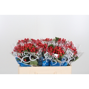 Hyp Coco Rio Rood