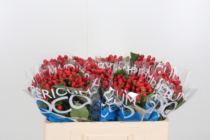 <h4>Hyp Coco Rio Rood</h4>