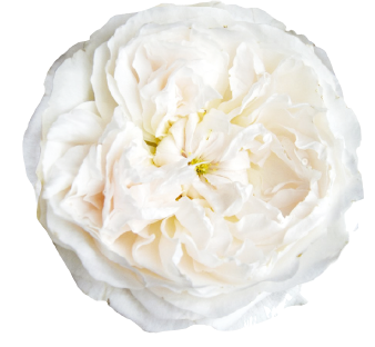 <h4>R Gr David Austin Purity Bicolor 40cm CO</h4>