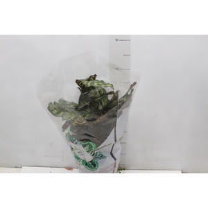 CALATHEA MAKOYAMA P17