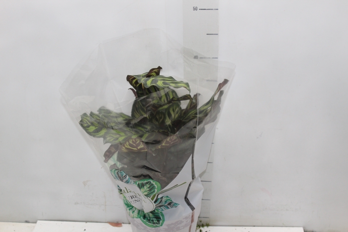 <h4>CALATHEA MAKOYAMA P17</h4>