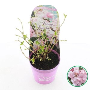 Hydrangea hybr. 'French Bolero'® Roze C2 (17cm.) Potcover