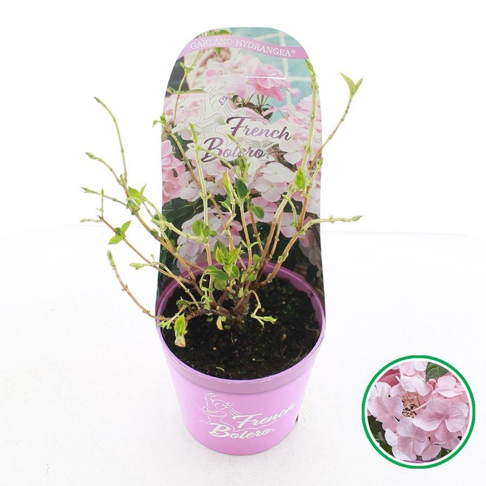 <h4>Hydrangea hybr. 'French Bolero'® Roze C2 (17cm.) Potcover</h4>