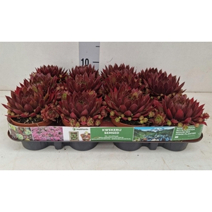 Sempervivum   ...