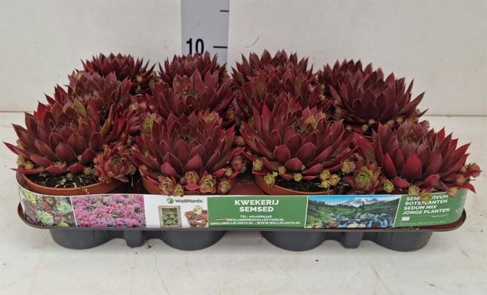 <h4>Sempervivum   ...</h4>