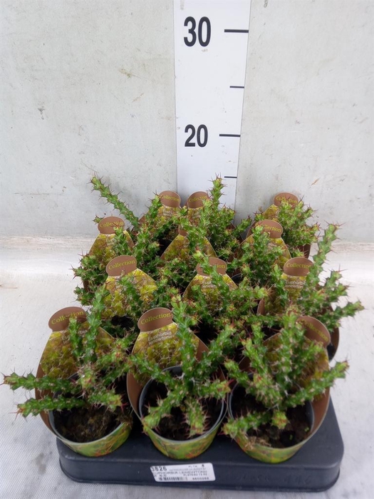 <h4>Euphorbia   ...</h4>