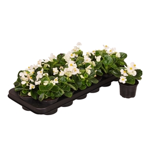 Begonia Semp groenbladig wit p9