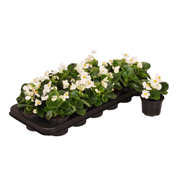 <h4>Begonia Semp groenbladig wit p9</h4>