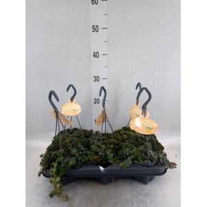 Sedum makinoi 'Tornado'