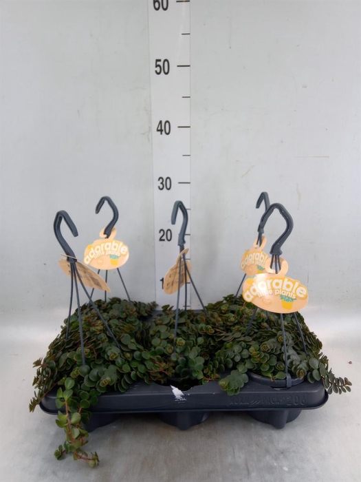 <h4>Sedum makinoi 'Tornado'</h4>