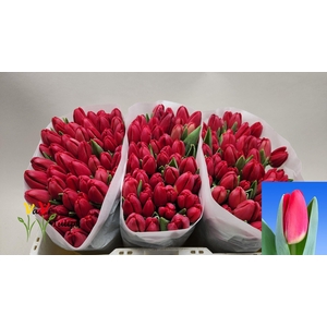 TU EN ANTARCTIC FIRE