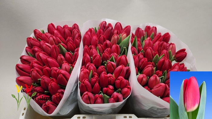 <h4>TU EN ANTARCTIC FIRE</h4>