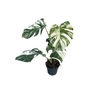 Monstera deliciosa Variegata 17Ø 45cm 1pp