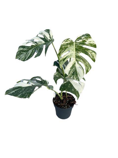 Monstera deliciosa Variegata 17Ø 45cm 1pp