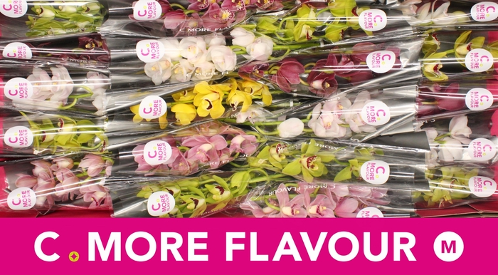 <h4>Mini cymbidium 'Mix' 40 cm</h4>