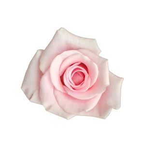 R Gr Marlisse Light Pink 40cm EC