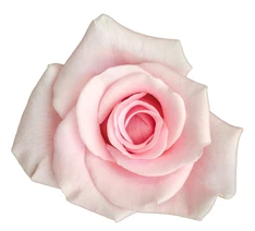 <h4>R Gr Marlisse Light Pink 40cm EC</h4>