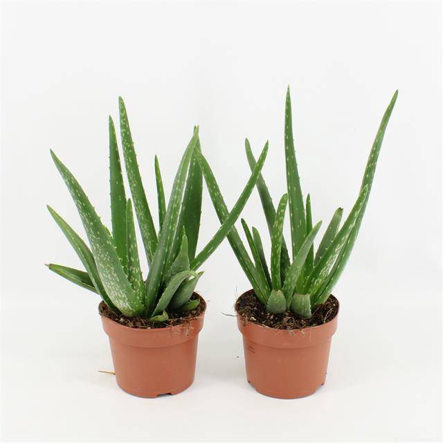 <h4>Aloe vera</h4>