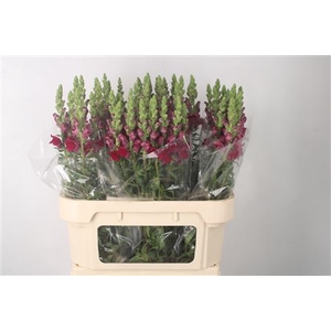 Antirrhinum Nl. Red Crimson Potomac X60 ( Small )