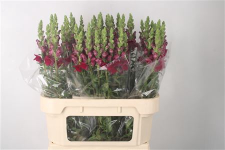 <h4>Antirrhinum Nl. Red Crimson Potomac X60 ( Small )</h4>