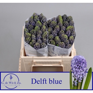 HYAC DELFT BLUE