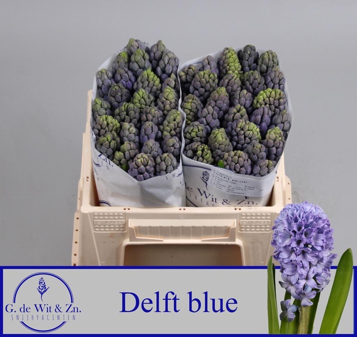<h4>HYAC DELFT BLUE</h4>