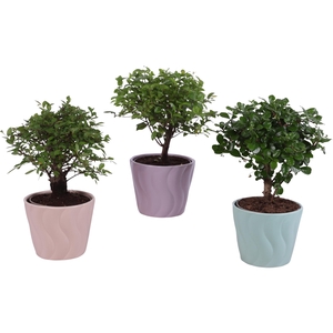 Bonsai Indoor Mix Ø12cm Ball Shape in Ø14cm Ceramic SE662