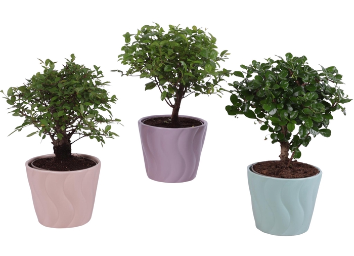 <h4>Bonsai Indoor Mix Ø12cm Ball Shape in Ø14cm Ceramic SE662</h4>