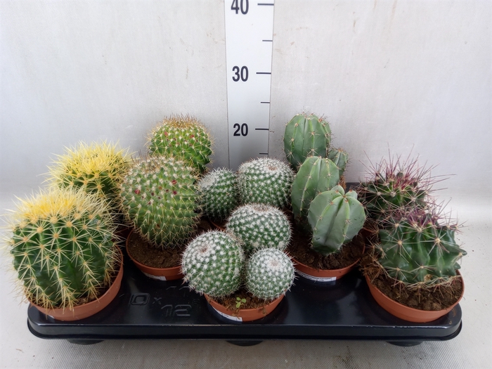 <h4>Cactus   ...mix</h4>