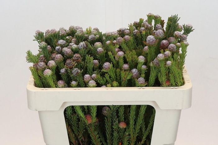 <h4>LEUCAD LINIFOLIUM</h4>