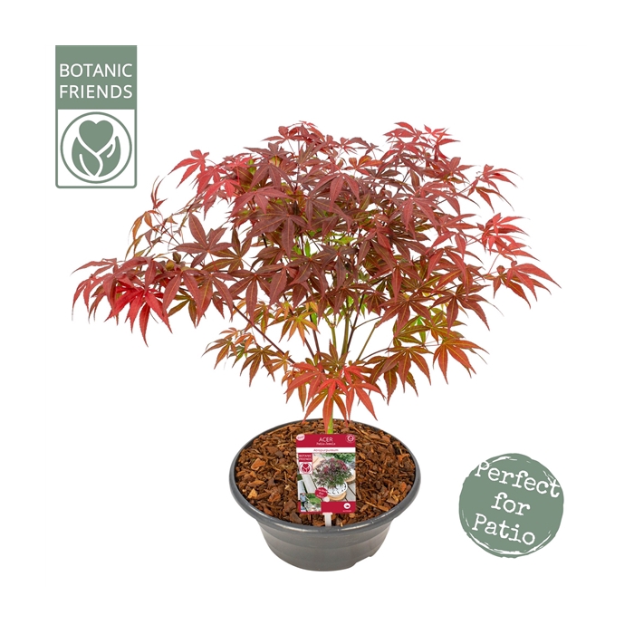 <h4>Acer palm. 'Atropurpureum'</h4>