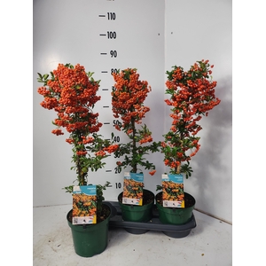 PYRAC ORANGE CHARMER