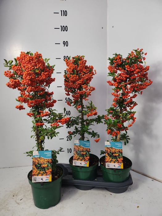 <h4>PYRAC ORANGE CHARMER</h4>