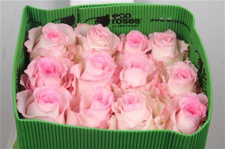 <h4>R Gr Mandala Ec</h4>