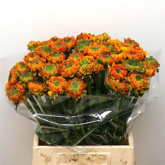 <h4>Ran Ponpon Merlino Orange</h4>