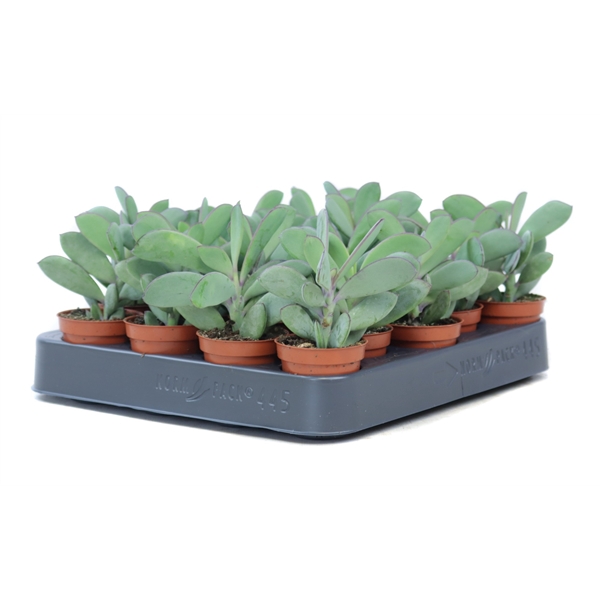 <h4>Senecio granthii 5,5 cm</h4>