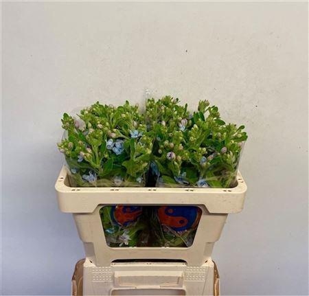 <h4>Oxy Co Tan Pure Blu</h4>