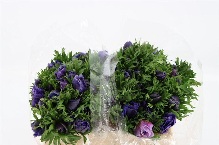 <h4>Anem Marianne Blue</h4>