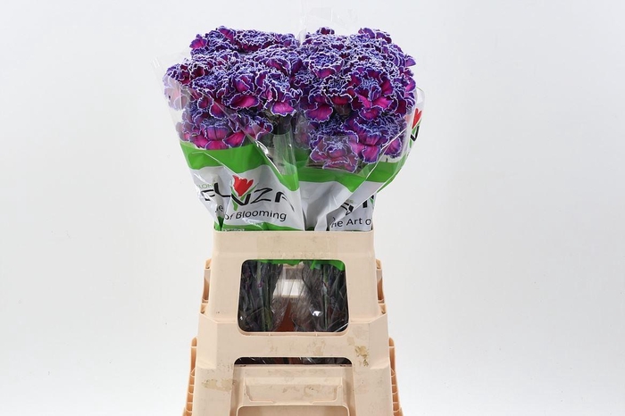 <h4>Dianthus ST   ...colored H%</h4>