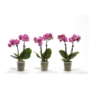 Phal p06 Tiny Dolls pink 2T10+ zonder Aqu@