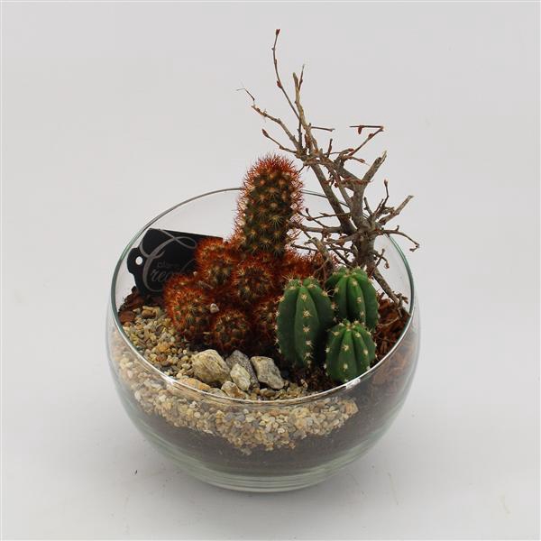 <h4>CTCR-2530 Cactus Essentials</h4>