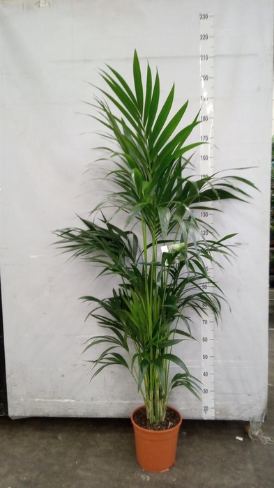 <h4>Howea forsteriana</h4>