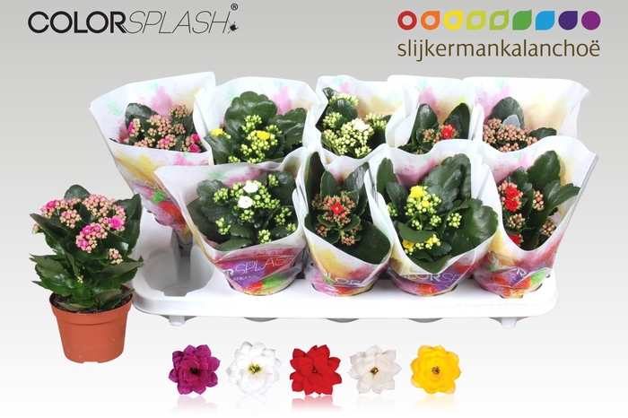 <h4>KAL GE GEM 5 KL</h4>