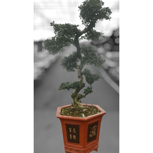 Carmona macrophylla, pot 43 cm., height 150 cm. (single item)